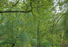 Alberi nelle città: di che cosa si tratta? Alberi nelle città
