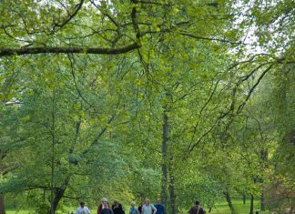 Alberi nelle città: di che cosa si tratta? Alberi nelle città