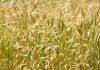 Aggiornamento operativo dal Centro di coordinamento dell’iniziativa sui cereali del Mar Nero Grain Field