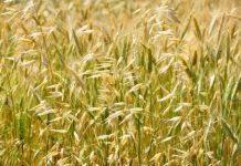 COVID-19 – FAO: Prezzi alimentari mondiali in calo a marzo Grain Field