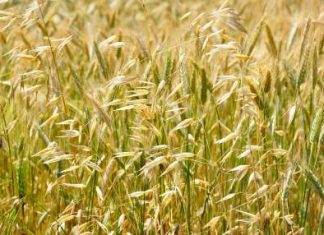 COVID-19 – FAO: Prezzi alimentari mondiali in calo a marzo Grain Field
