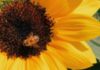 Bee Day