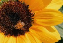 Bee Day