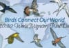 World Migratory Bird Day