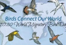 World Migratory Bird Day