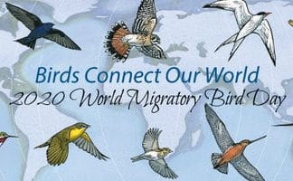 World Migratory Bird Day
