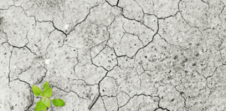 New climate change country profiles show key health risks and priority areas for action in European Region Terra arida e una piantina che cresce