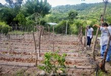 Honduras - FAO irrigation system.FAO is supporting the countries of the Dry Corridor in Central America to increase the resilience of households, communities and institutions to prevent and address disaster risks that affect agriculture and food and nutrition security in a timely and efficient manner.
