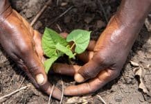 Un raccolto agricolo