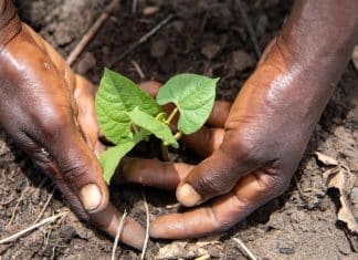 Un raccolto agricolo