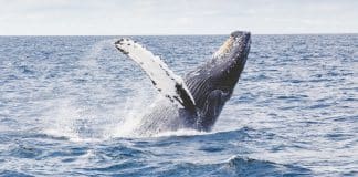 In the picture, a whale is swimming in the ocean
