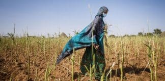 COP: Da dove viene e dove sta andando? - IFAD