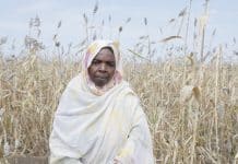 Quasi 18 milioni di persone in Sudan stanno affrontando una grave insicurezza alimentare - il numero più alto mai registrato durante una stagione di raccolto.