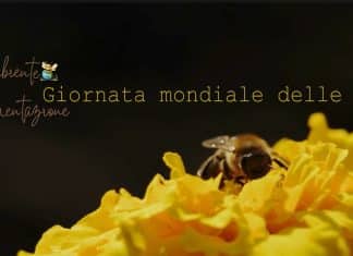 Giornata Mondiale delle Api