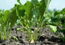 Prospettive agricole OCSE-FAO: Le economie emergenti continueranno a guidare i mercati agricoli