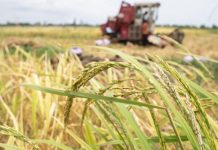 un campo che viene coltivato