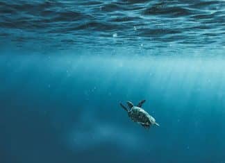 ocean turtle swimming