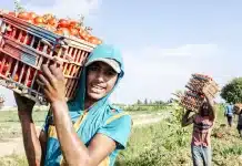 Giovani lavoratori agricoli trasportano cesti pieni di pomodori in un campo, durante la raccolta nell'ambito di un programma della FAO