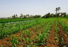 Campi coltivati in Africa
