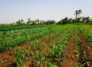 IFAD e BF S.p.A., il principale gruppo agroindustriale italiano, uniscono le forze per promuovere un’agricoltura sostenibile e inclusiva in Africa Campi coltivati in Africa