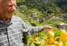 Un coltivatore tiene in mano dei limoni sui terrazzamenti della Costiera Amalfitana