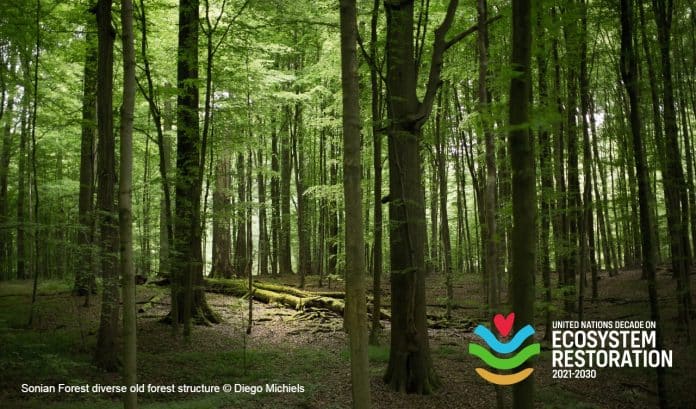 Ecosysteem beukenbos Zoniënwoud