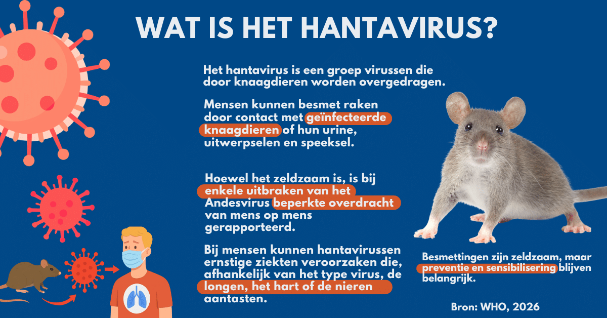 Een educatieve infographic met een blauwe achtergrond en de titel "WAT IS HET HANTAVIRUS?". De tekst legt uit dat het virus wordt overgedragen door knaagdieren via contact met hun urine, uitwerpselen of speeksel. Er staat dat mens-op-mens overdracht zeldzaam is, maar gerapporteerd bij het Andesvirus. Bij mensen kan het de longen, het hart of de nieren aantasten. De afbeelding bevat illustraties van virusdeeltjes, een realistische rat, en een diagram van een knaagdier dat het virus overdraagt op een persoon met een mondkapje. Rechtsonder staat: "Bron: WHO, 2026".
