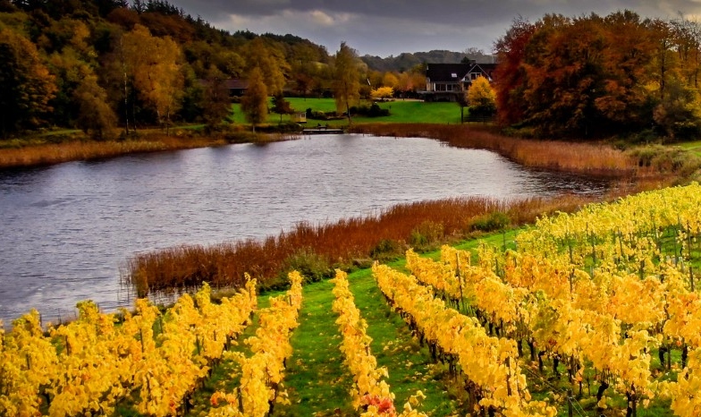 Solaris-wine-wineyard