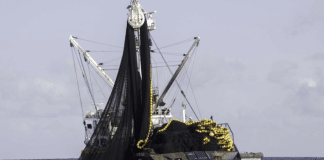 Båt-fisking-FN-havet