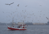 FN-fisk-nordsjøen-atlantahavet