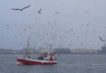 FN-fisk-nordsjøen-atlantahavet