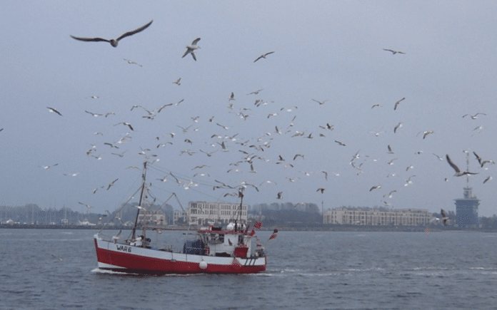 FN-fisk-nordsjøen-atlantahavet