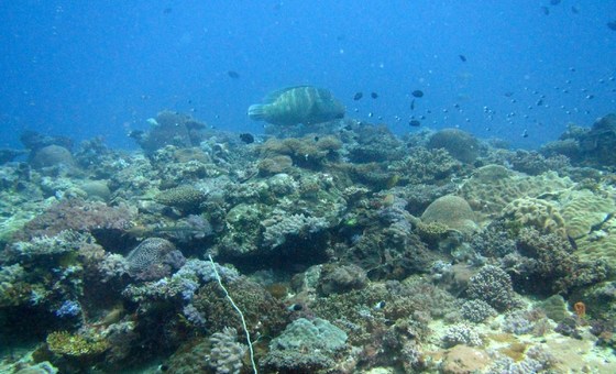 Reserva da Biosfera Quirimbas em Moçambique.