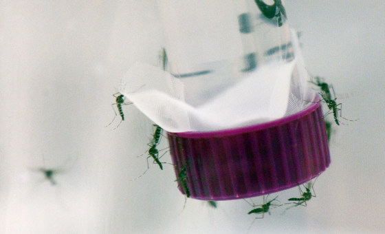A dengue é uma infecção viral transmitida por mosquitos.