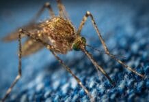 Mygga på blått tyg, malaria