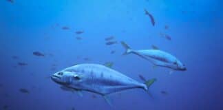 Tonfisk i havet, utrotningshotad