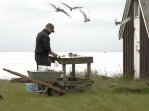 Människa attackeras av silvertärnor