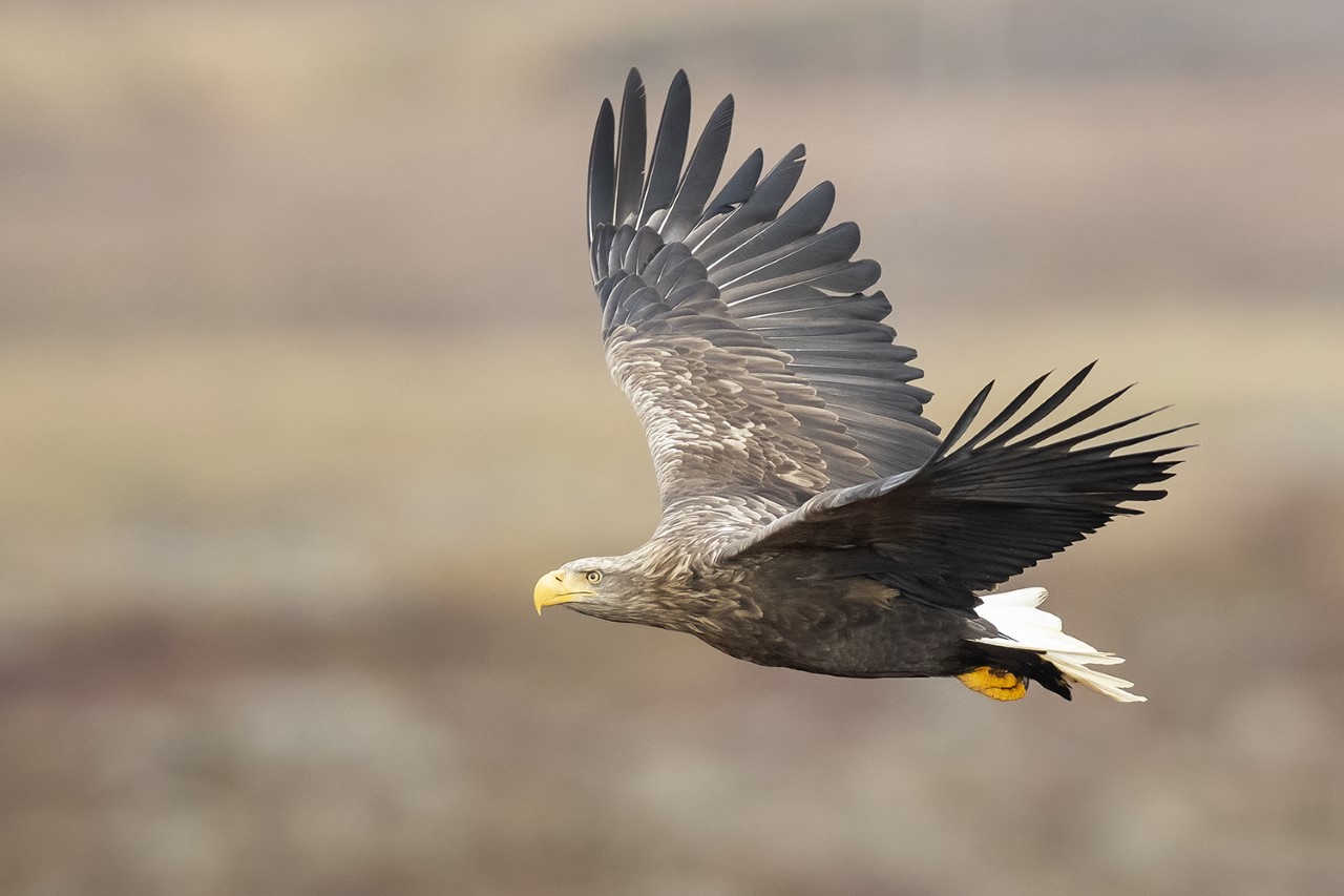 En flygande örn
