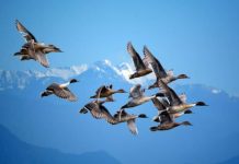 En grupp fåglar som flyger