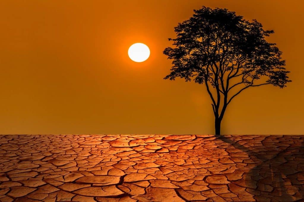 En naturbild med stark sol