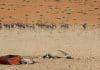 Namibia-Drought-Dumbassman