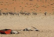 Namibia-Drought-Dumbassman