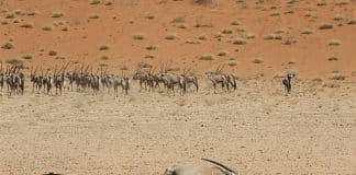 Namibia-Drought-Dumbassman