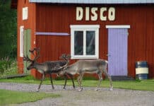 Renar utanför en röd stuga