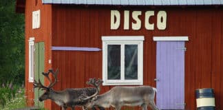 Renar utanför en röd stuga