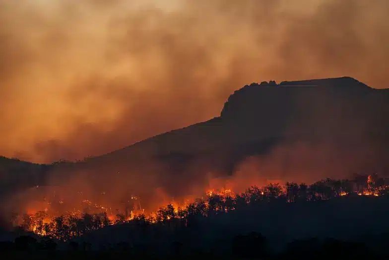 En skogsbrand